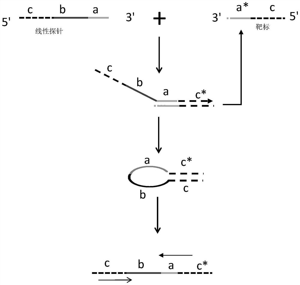 Linear probe and method for detecting miRNA by using same