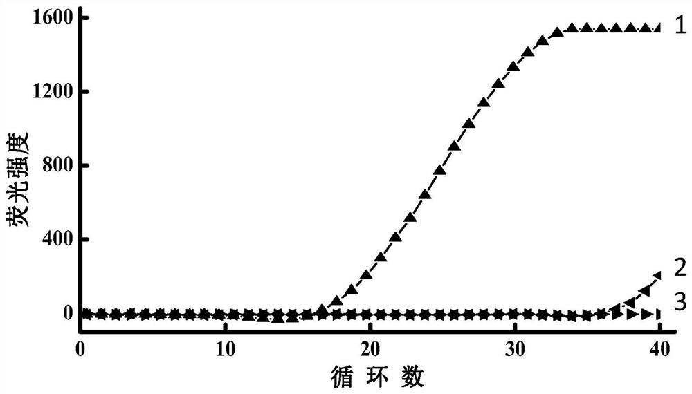 Linear probe and method for detecting miRNA by using same