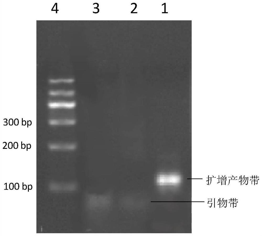 Linear probe and method for detecting miRNA by using same