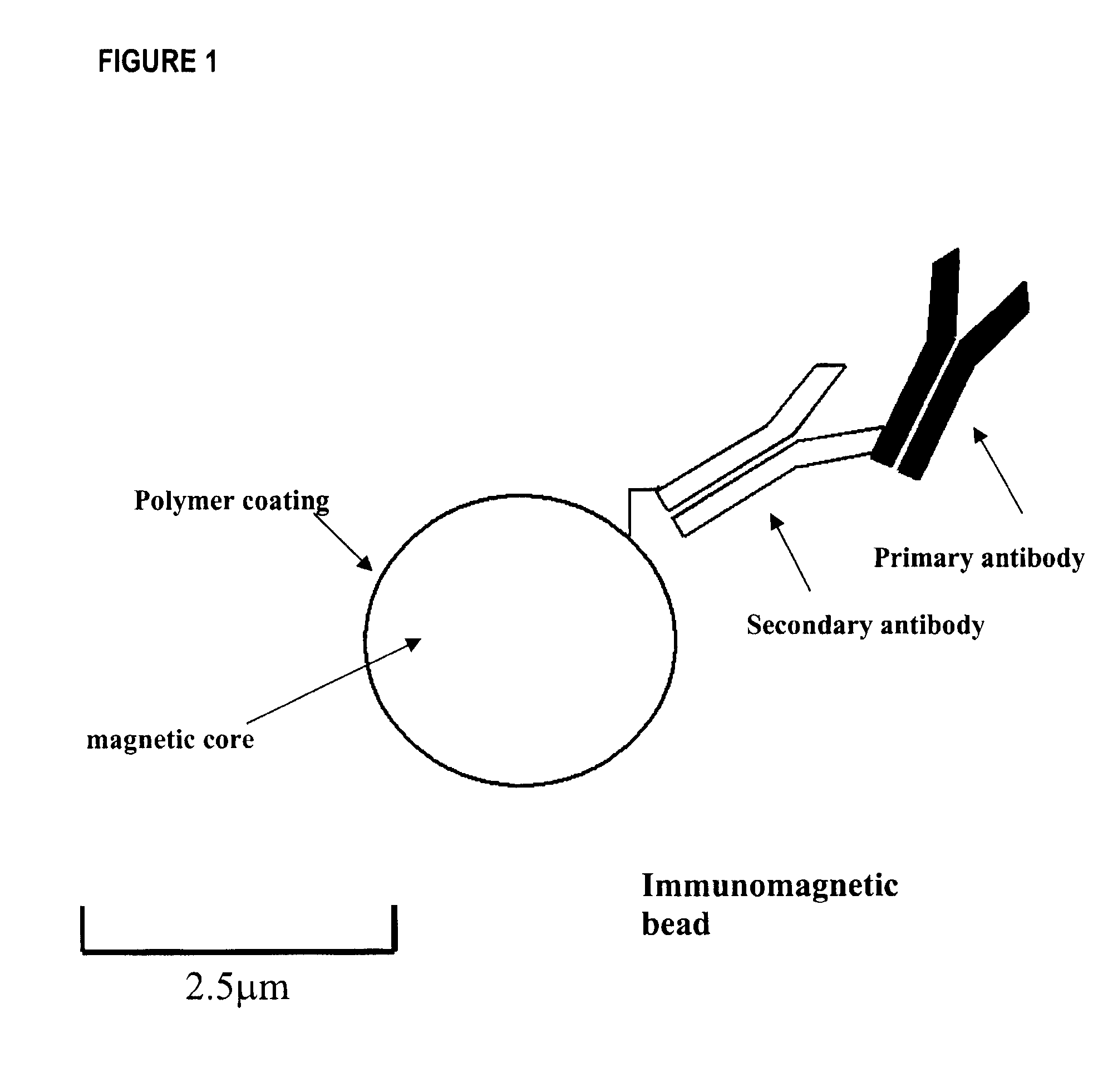 Method for Detecting Low Concentrations of a Target Bacterium That Uses Phages to Infect Target Bacterial Cells