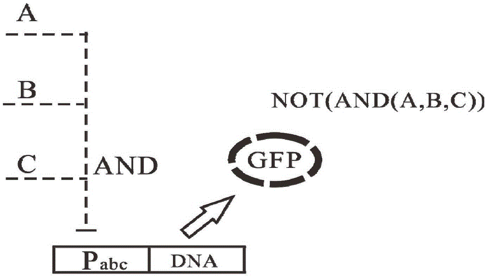 A gene circuit structure for the detection of glioma markers