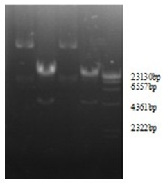 Preparation method of porcine epidemic diarrhea recombinant adenovirus vaccine