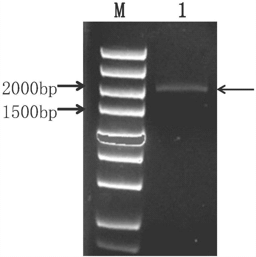 Helianthus tuberosus fructan 1-exo-hydrolase gene Ht1-FEH II and application thereof