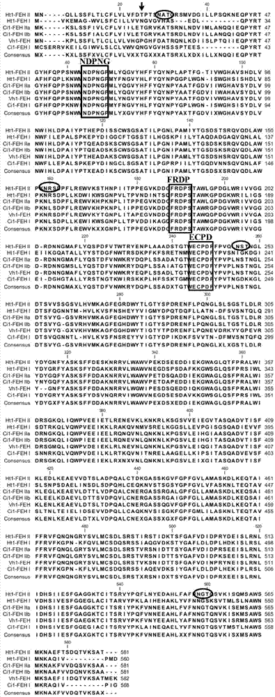 Helianthus tuberosus fructan 1-exo-hydrolase gene Ht1-FEH II and application thereof