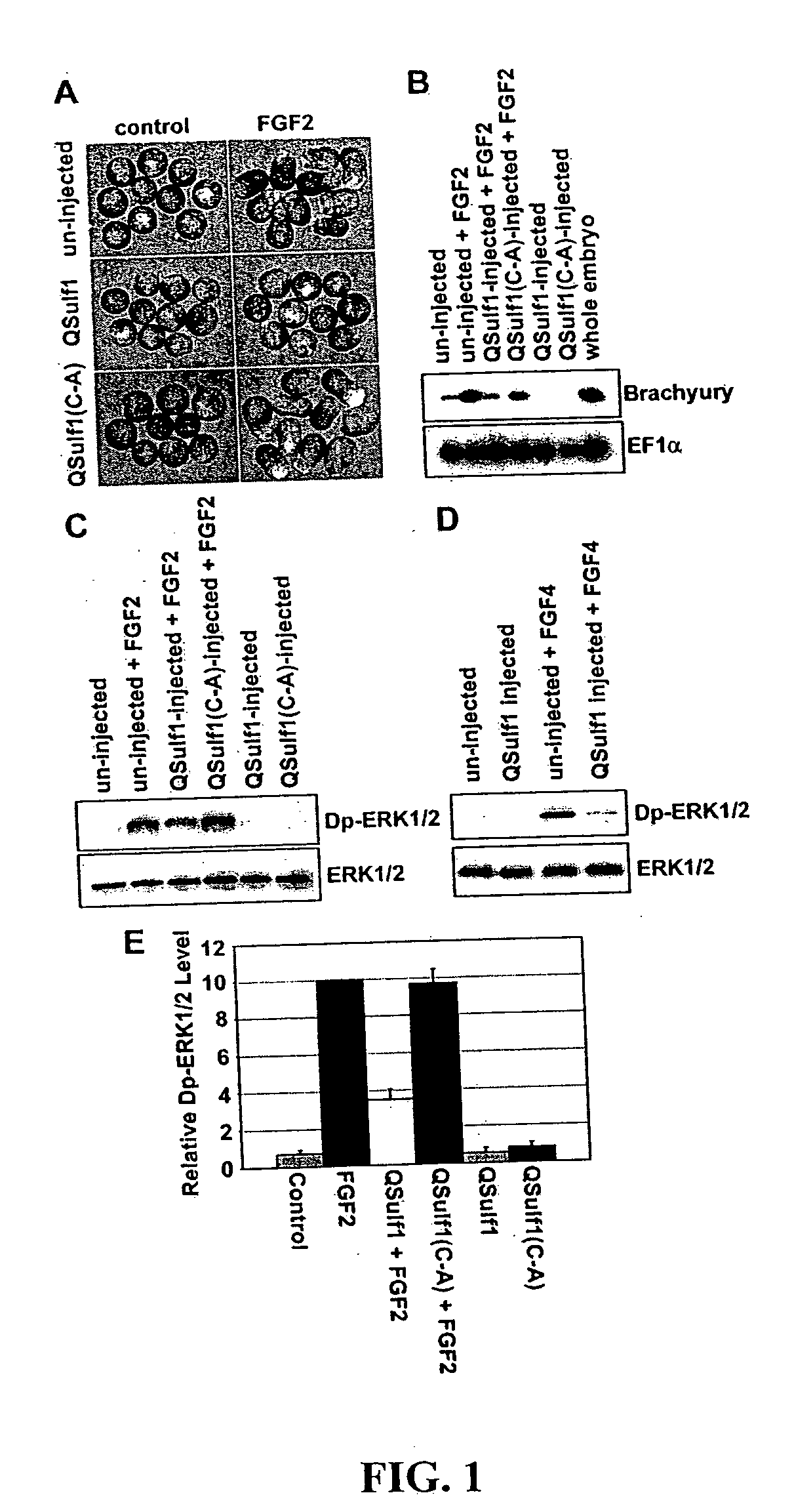 Inhibition of FGF signaling