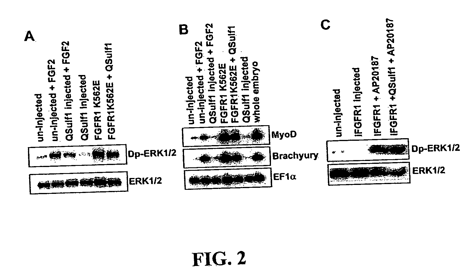 Inhibition of FGF signaling