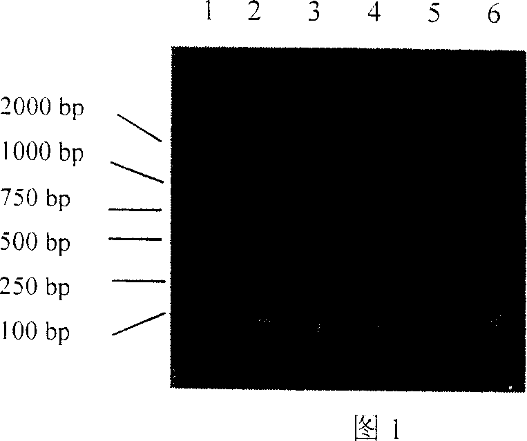 Coding nucleotide sequence of cupular virus capsid protein with codon optimization and use thereof