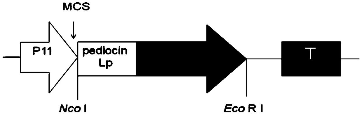 A kind of recombinant plant lactobacillus secreting colicin V and its preparation method