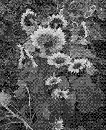 Tissue-culturing seedling growing method of sunflowers