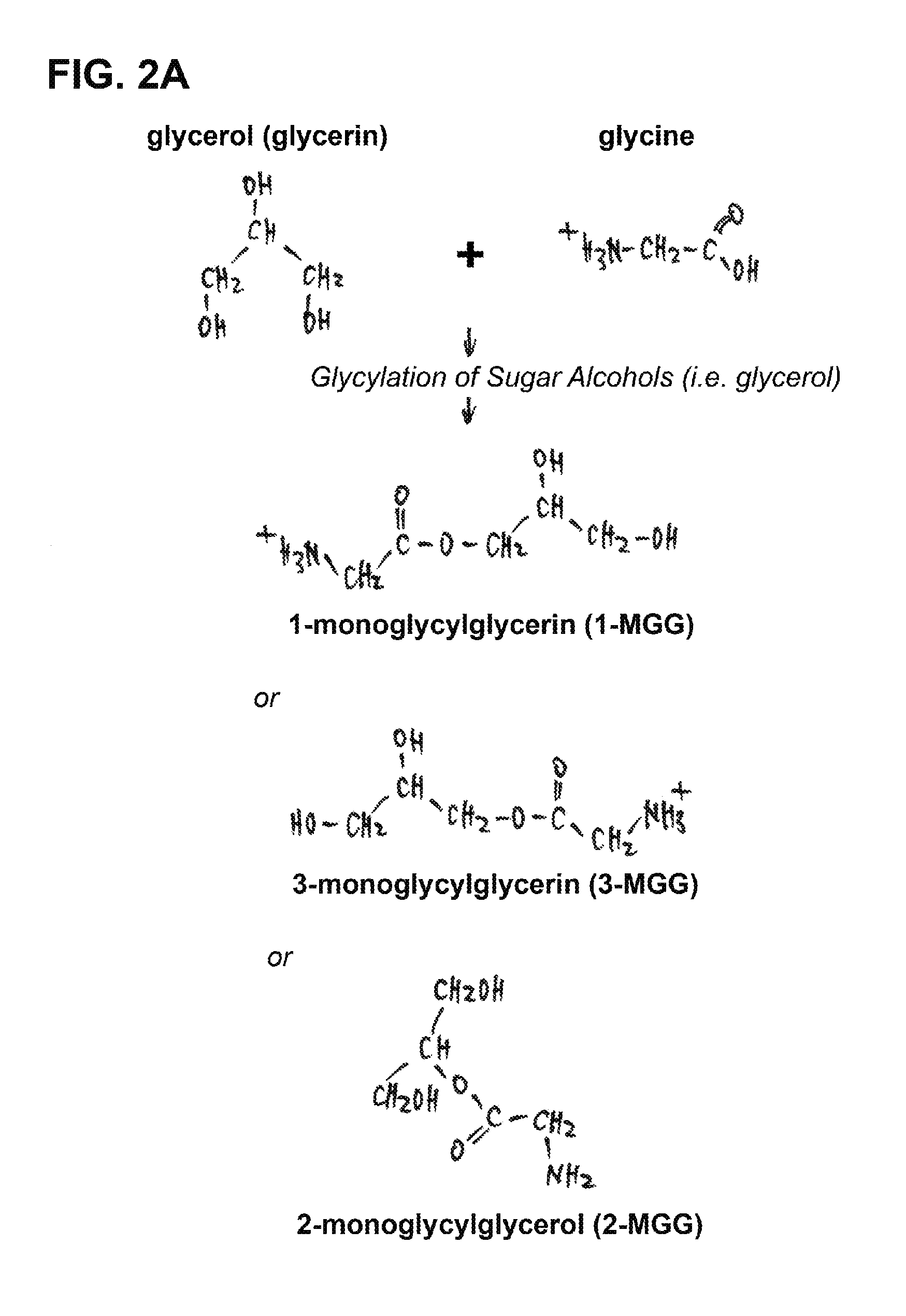 Use of novel monosaccharide-like glycylated sugar alcohol compositions for designing and developing Anti-diabetic drugs