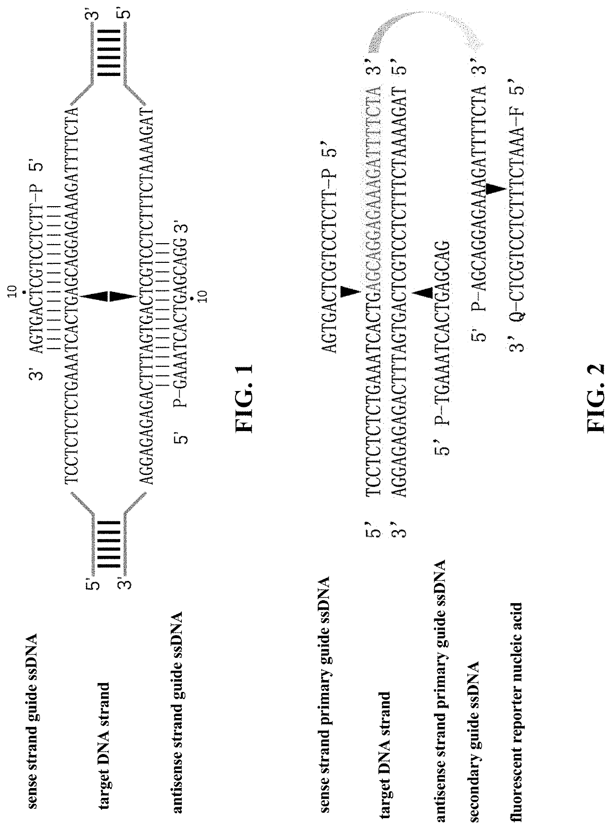 Method for detecting nucleic acid based on prokaryotic argonaute protein and application thereof