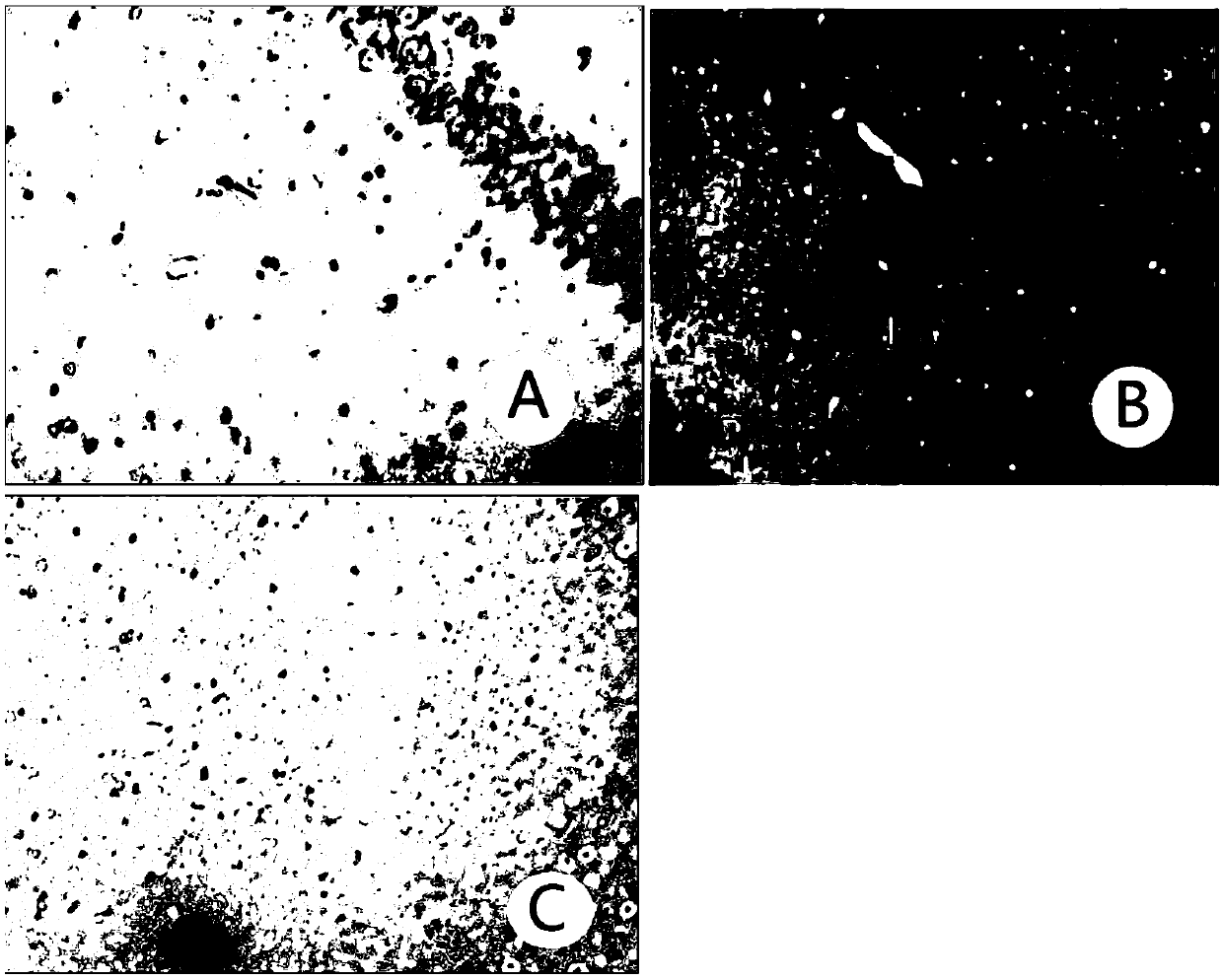 Applications of tupaia belangeri in preparation of Alzheimer's disease model