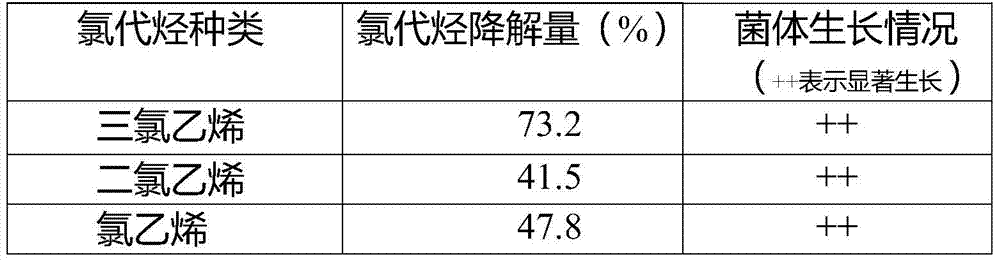 Copper greedy bacteria capable of degrading chlorinated olefins and its application