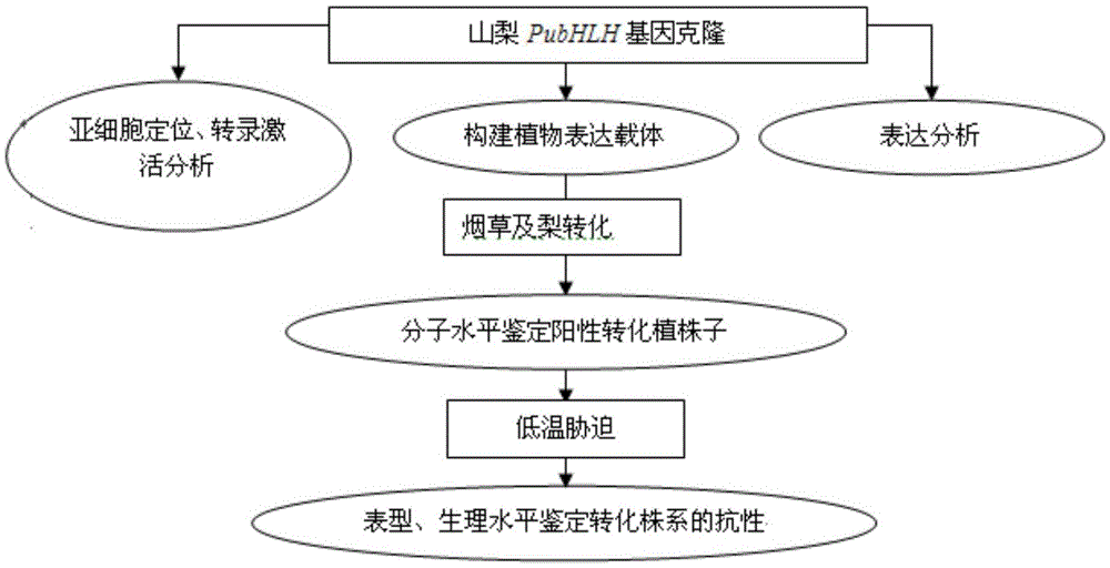 A Sorbet cold resistance transcription factor pubhlh and its application