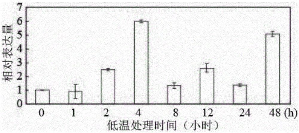 A Sorbet cold resistance transcription factor pubhlh and its application