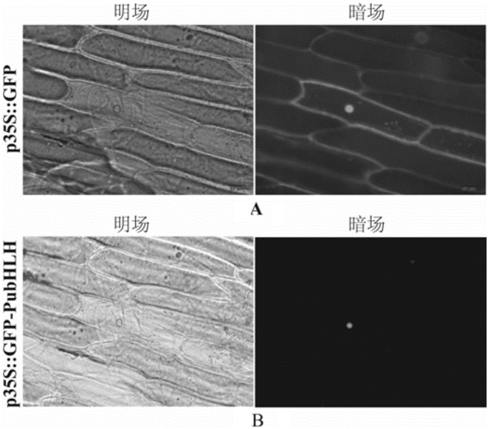 A Sorbet cold resistance transcription factor pubhlh and its application