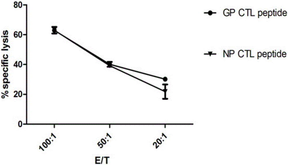 CTL epitope peptide on HTNV GP as well as screening method and application thereof