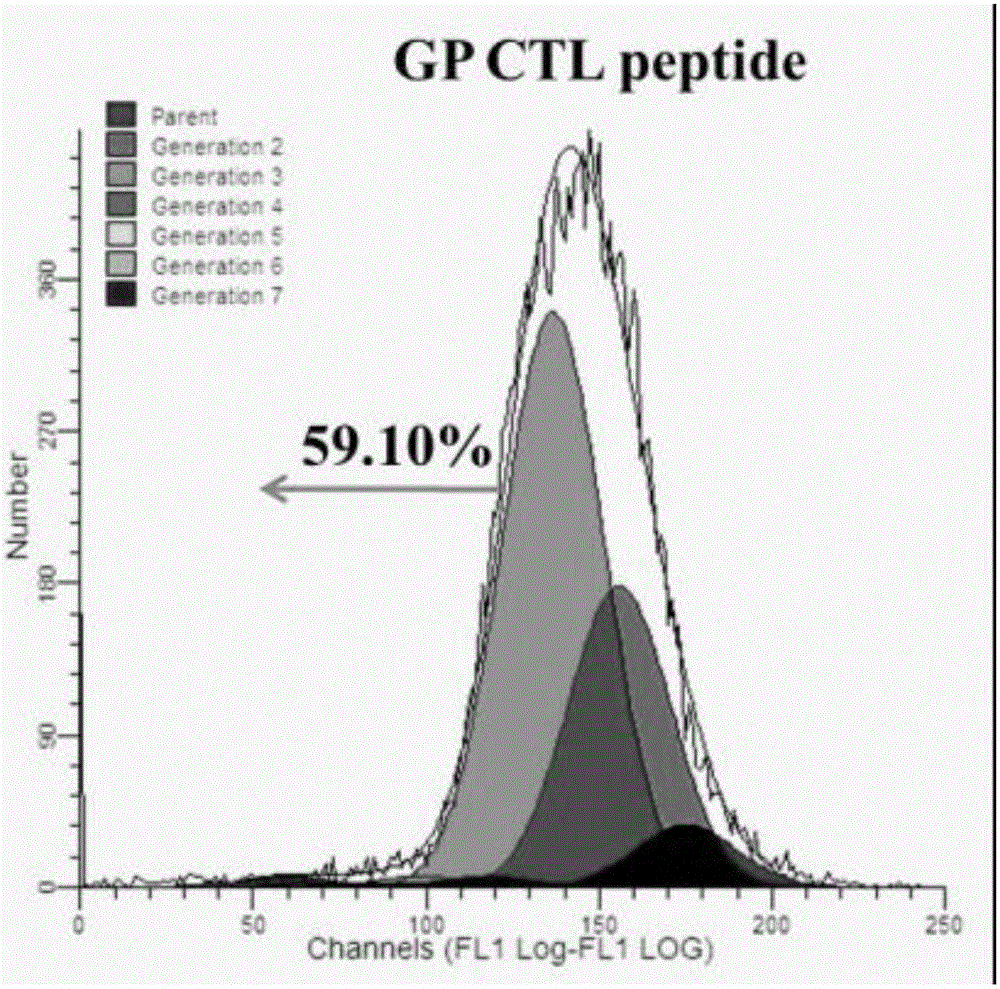 CTL epitope peptide on HTNV GP as well as screening method and application thereof