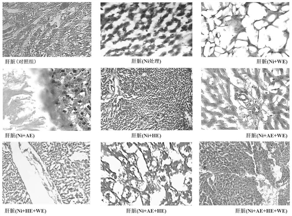 Application of cannabis sativa extract and medicine containing cannabis sativa extract