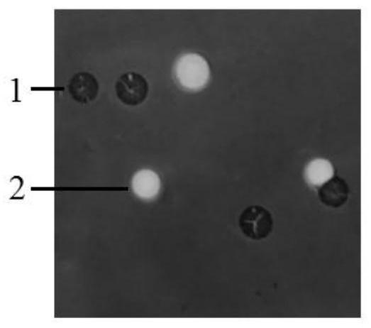 A brucellosis protection strain and preparation method and application thereof