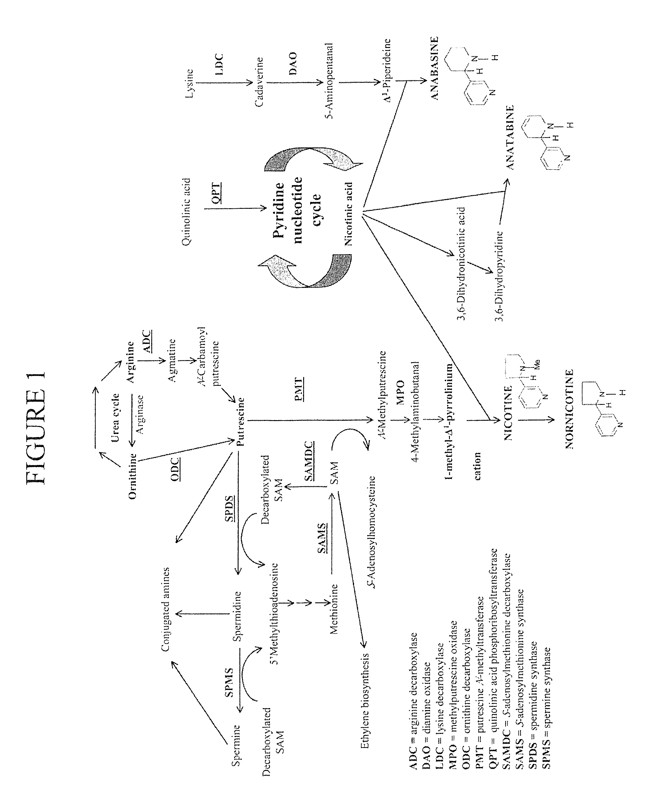 Development of tobacco varieties with no or significantly reduced anatabine content