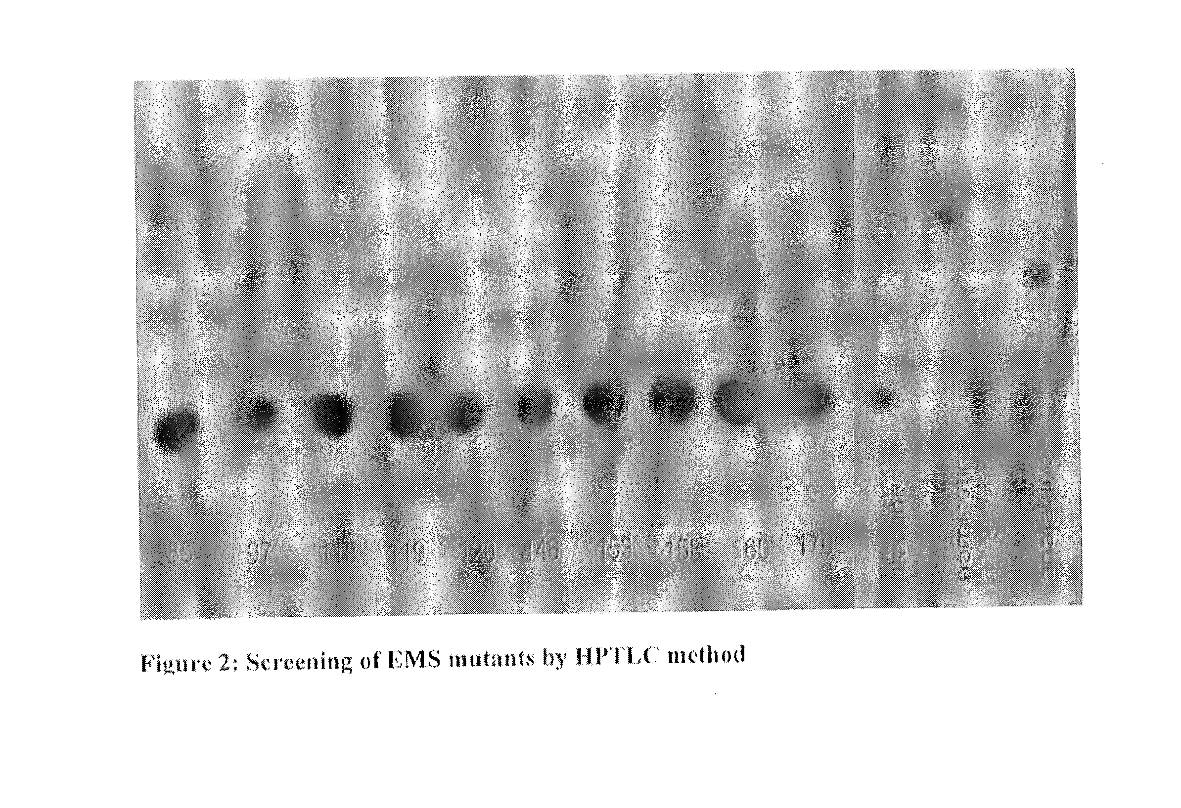 Development of tobacco varieties with no or significantly reduced anatabine content