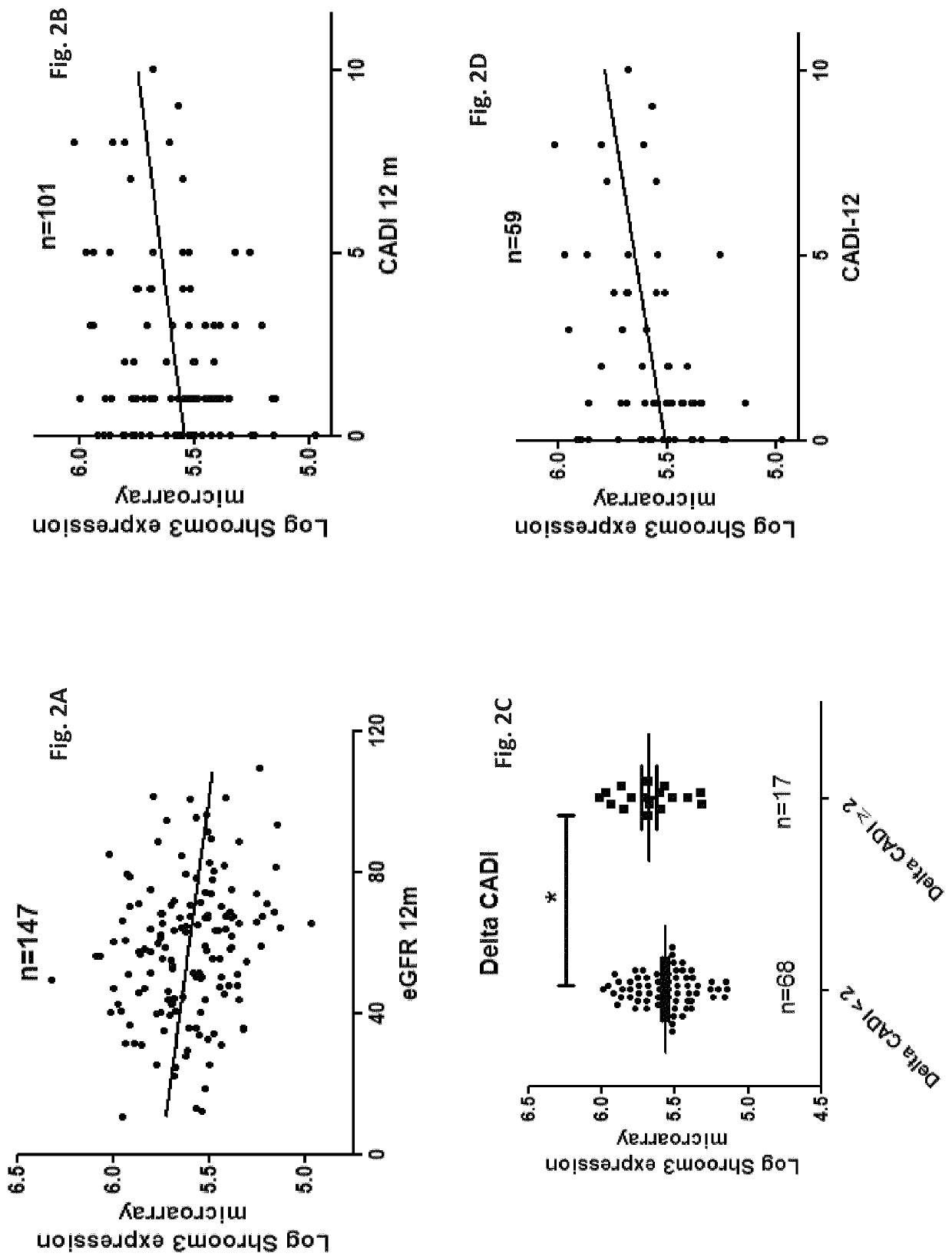 Use of shroom3 in chronic kidney disease and chronic allograft nephropathy