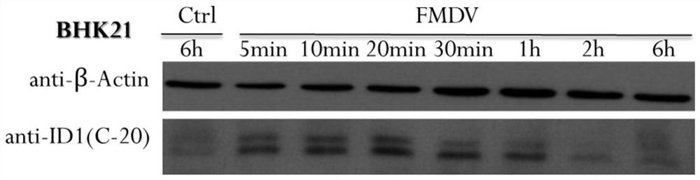 Application of id1 protein and bmp4 protein in preparation of anti-foot-and-mouth disease medicine and anti-foot-and-mouth disease medicine