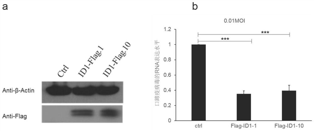 Application of id1 protein and bmp4 protein in preparation of anti-foot-and-mouth disease medicine and anti-foot-and-mouth disease medicine