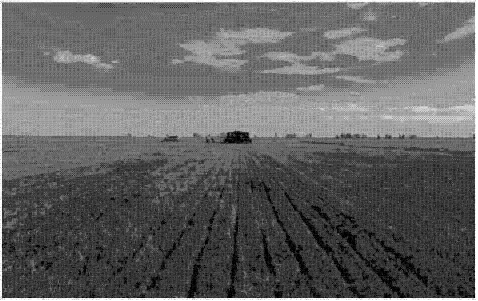 Method for reseeding alfalfa in degenerated leymus chinensis pasture