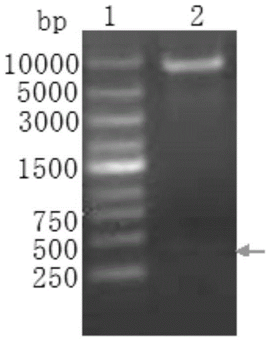 Method for production of streptavidin labeled phycocyanin fluorescent protein and application