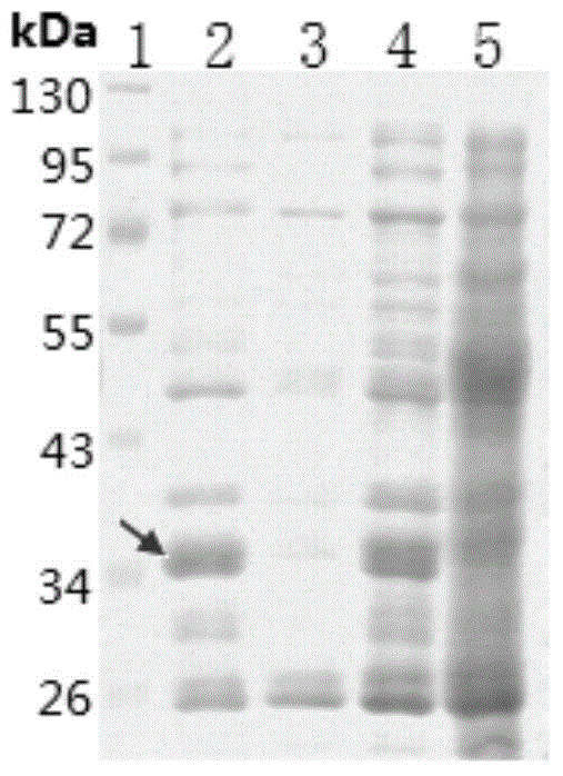 Method for production of streptavidin labeled phycocyanin fluorescent protein and application