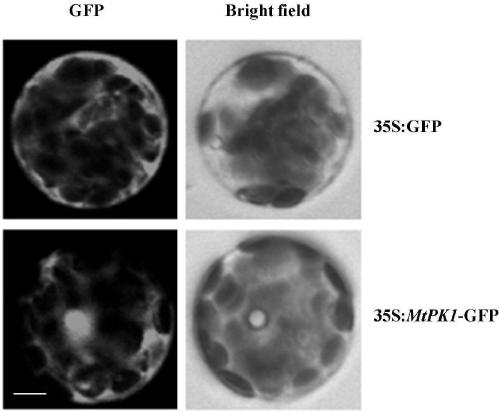 Pyruvate kinase gene and application thereof