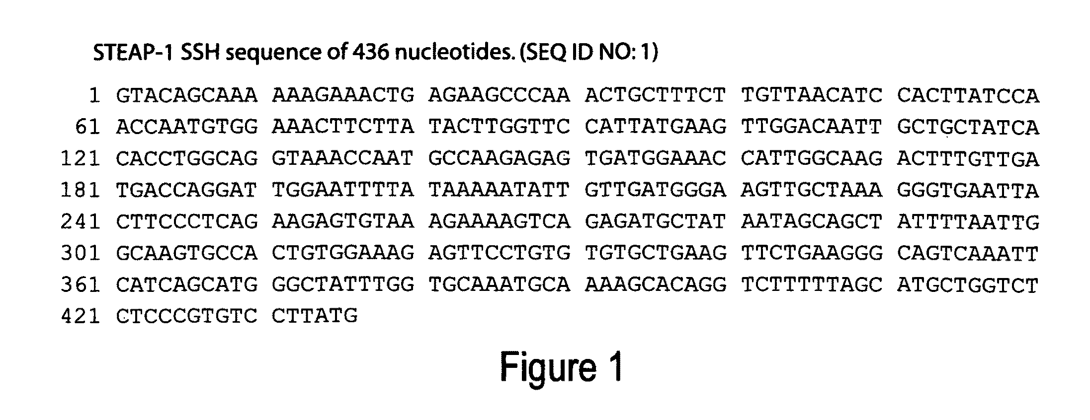 Antibodies and molecules derived therefrom that bind to STEAP-1 proteins