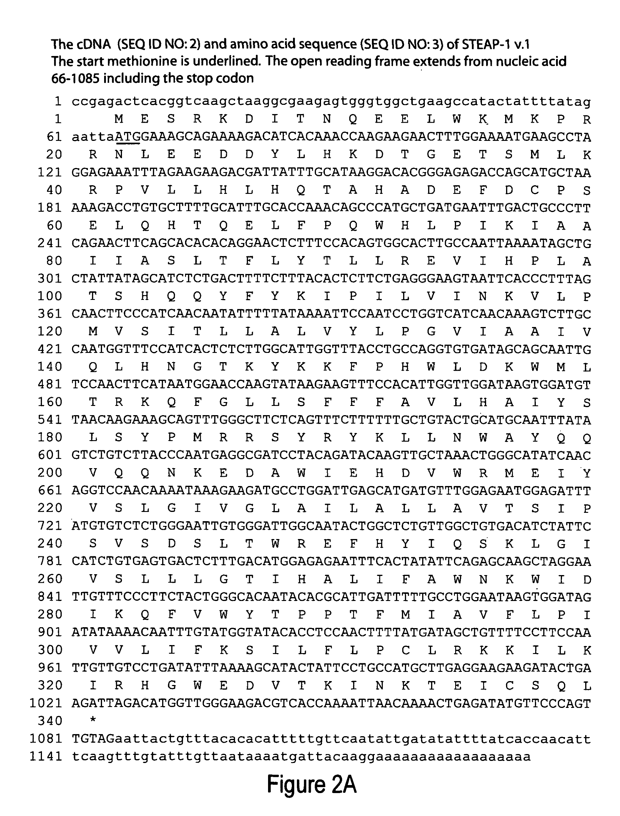 Antibodies and molecules derived therefrom that bind to STEAP-1 proteins