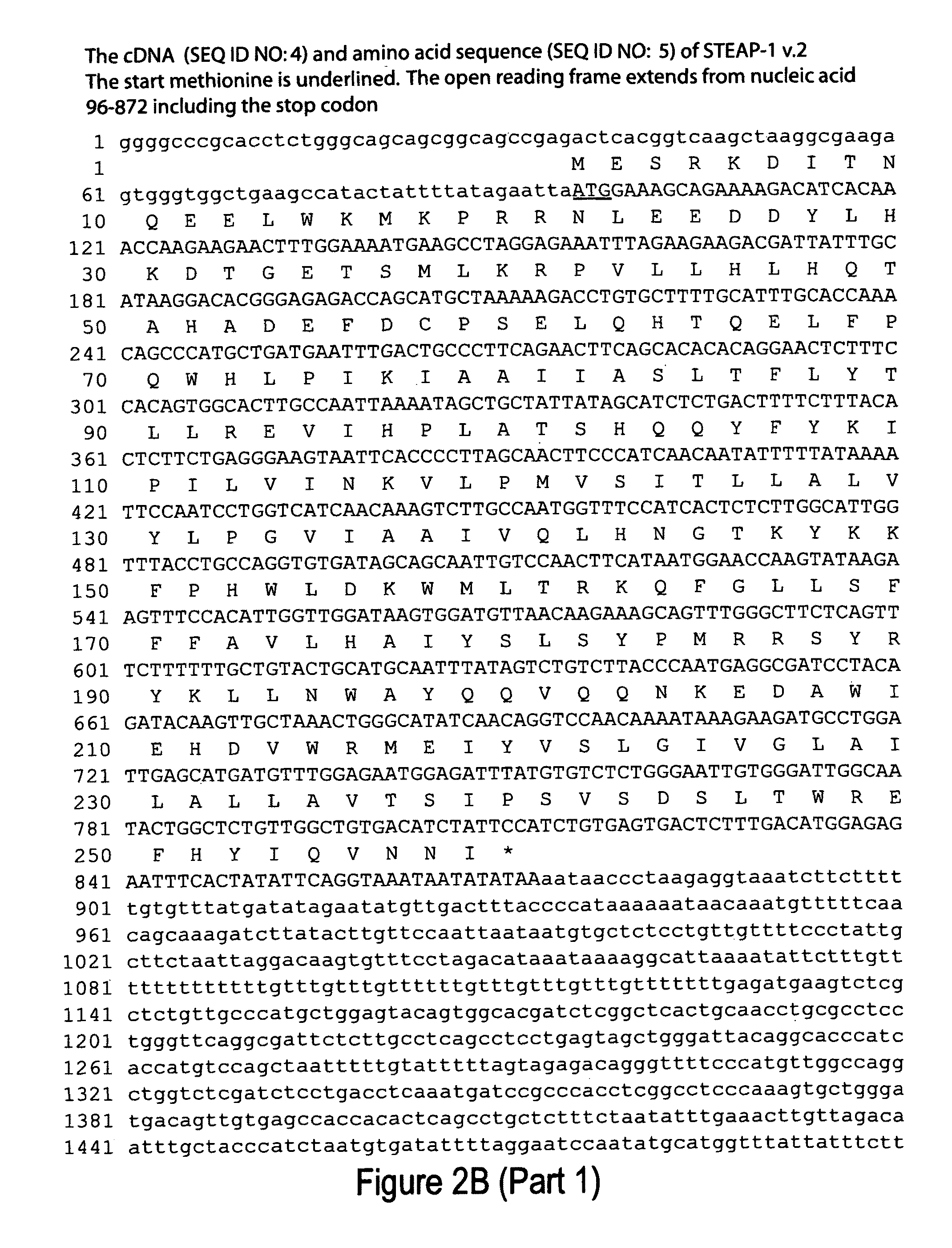 Antibodies and molecules derived therefrom that bind to STEAP-1 proteins