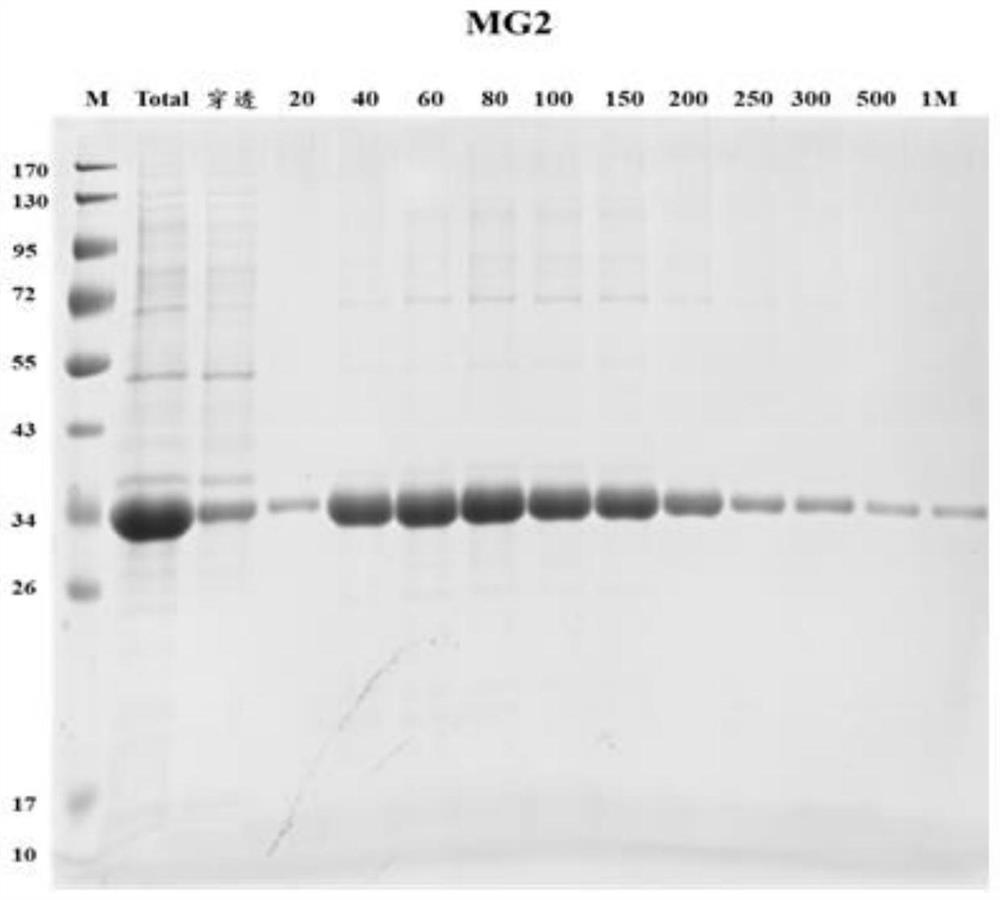 Recombinant protein of human echinococcosis antigen and application thereof