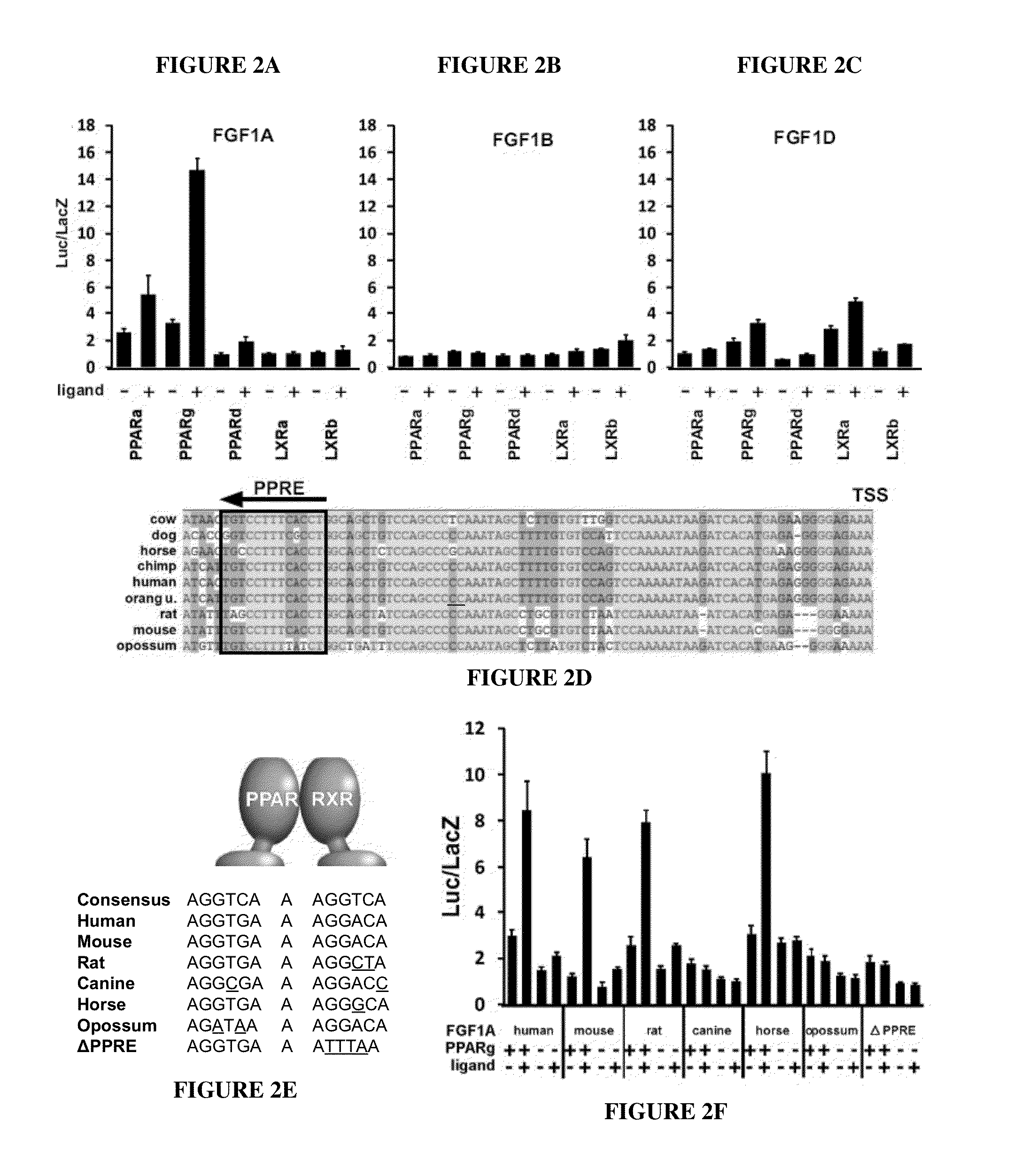 Methods for treating metabolic disorders using fgf