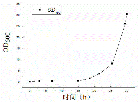 Escherichia coli YPC-SA-1 and application thereof