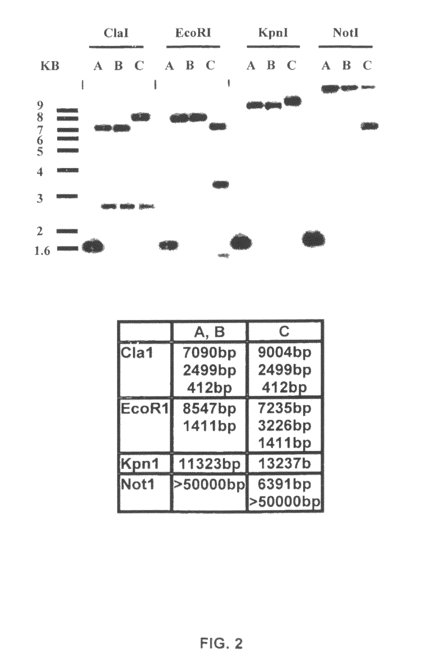 Genetic remodeling in Bifidobacterium