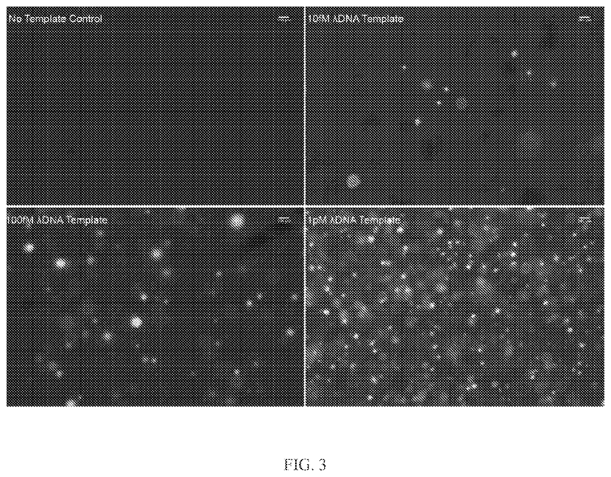 Methods for quantitating DNA using digital multiple displacment amplification