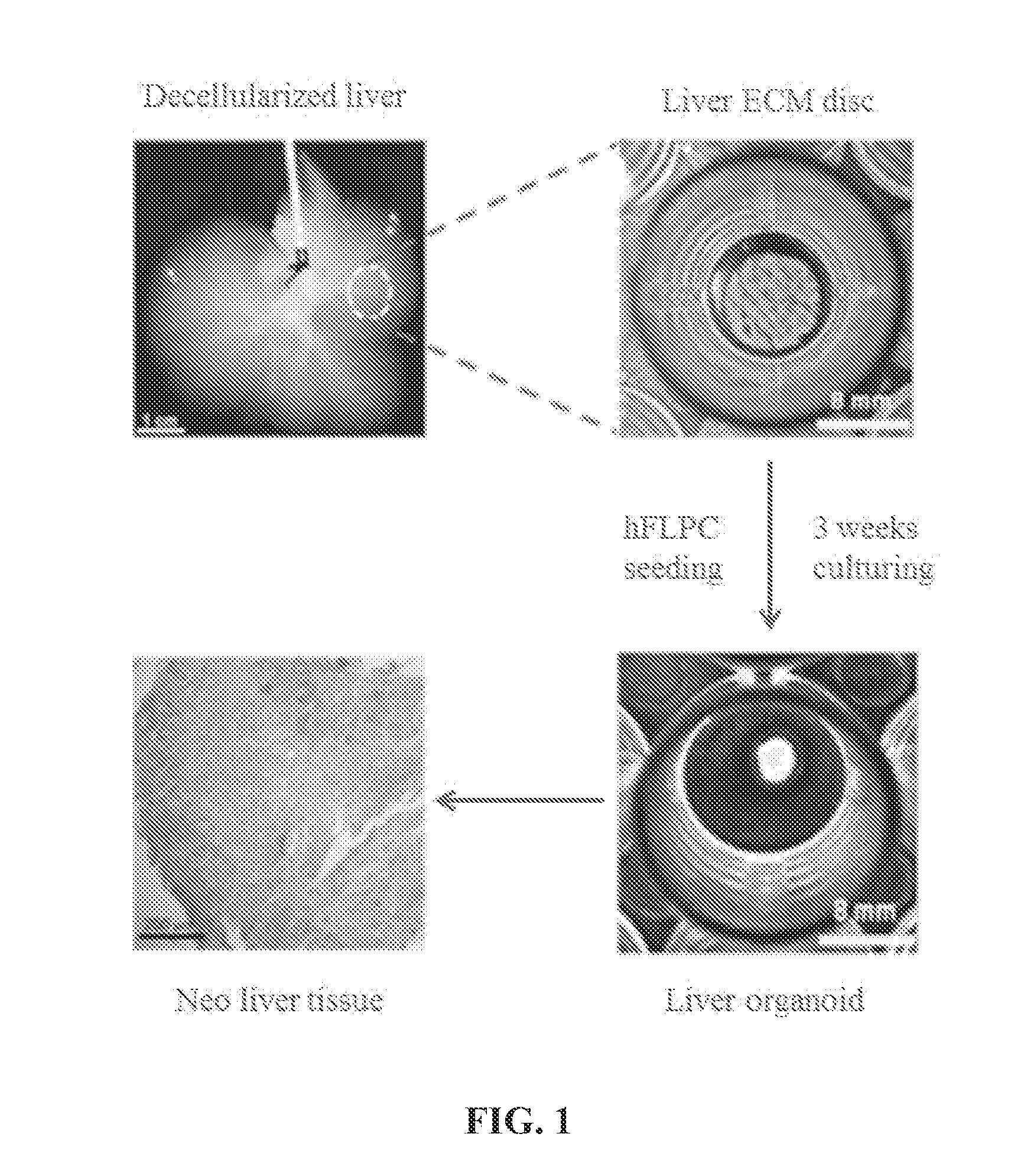 Bioengineered Liver Constructs And Methods Relating Thereto