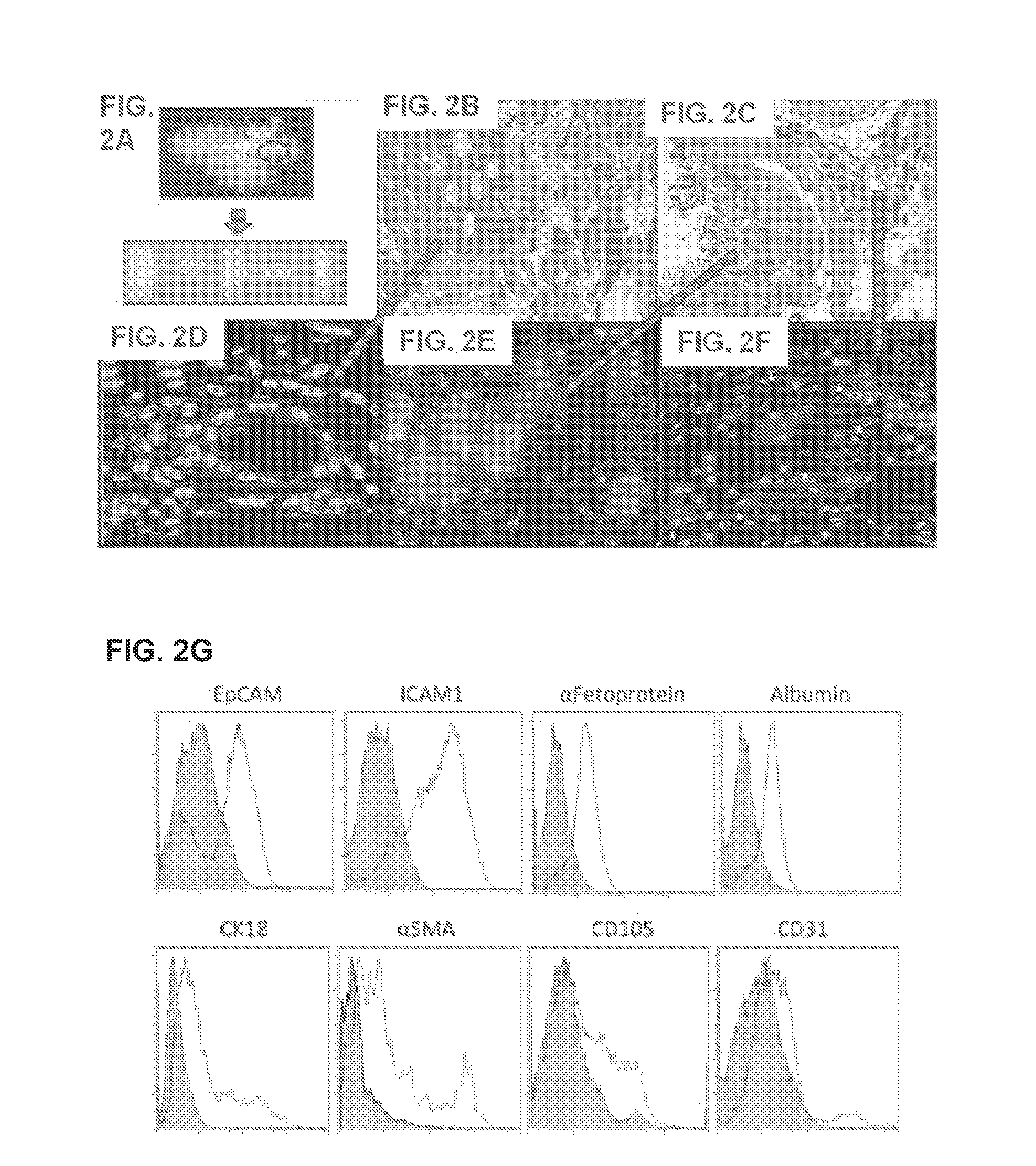 Bioengineered Liver Constructs And Methods Relating Thereto