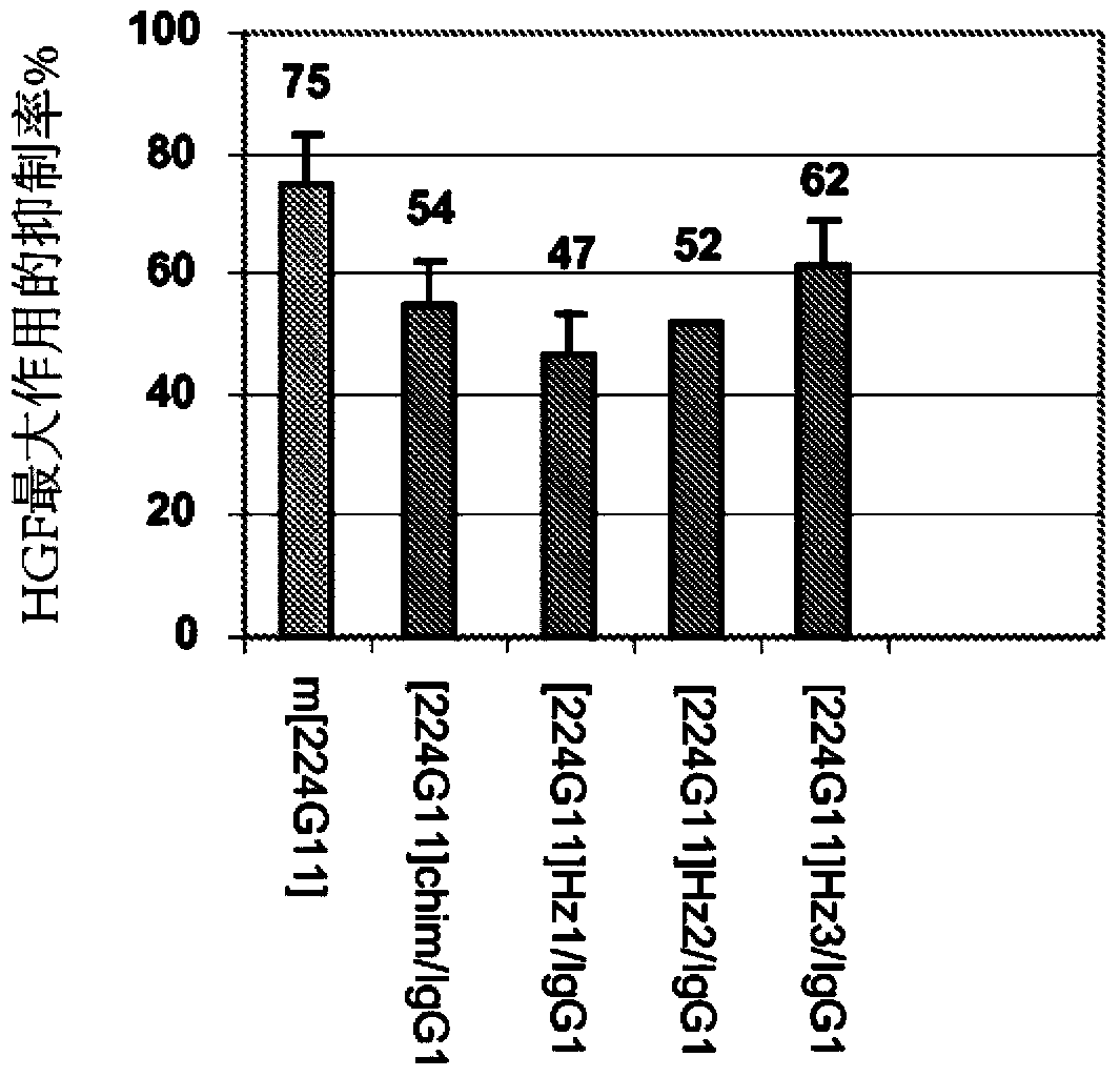 Anti-cmet antibody