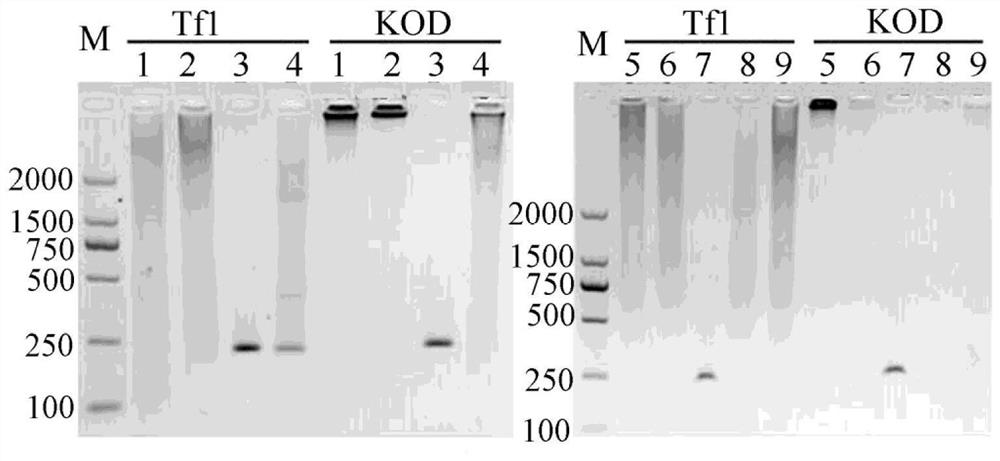 A kind of pullorum salmonella detection kit and using method thereof