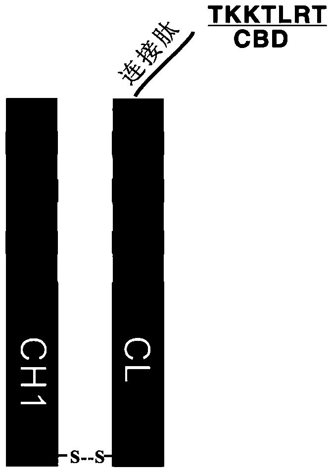 Therapeutic recombinant antibody, its coding gene and application