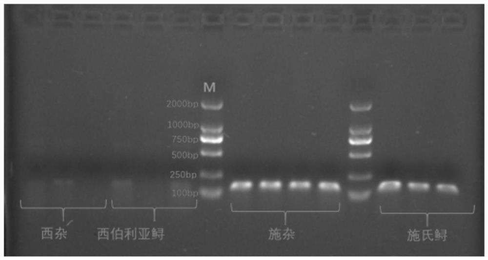 Primers and methods for identifying Acipenser schneideri, Acipenser siberia and their hybrid offspring