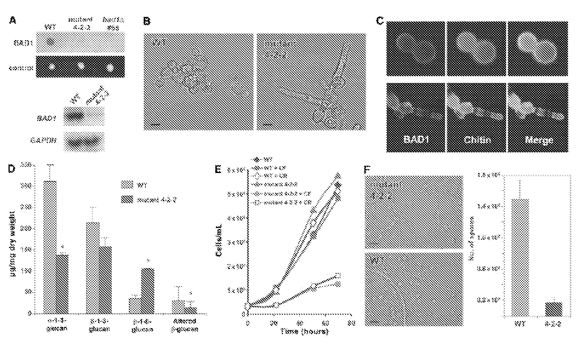 Global regulator of morphogenesis and pathogenicity in dimorphic fungi and uses thereof