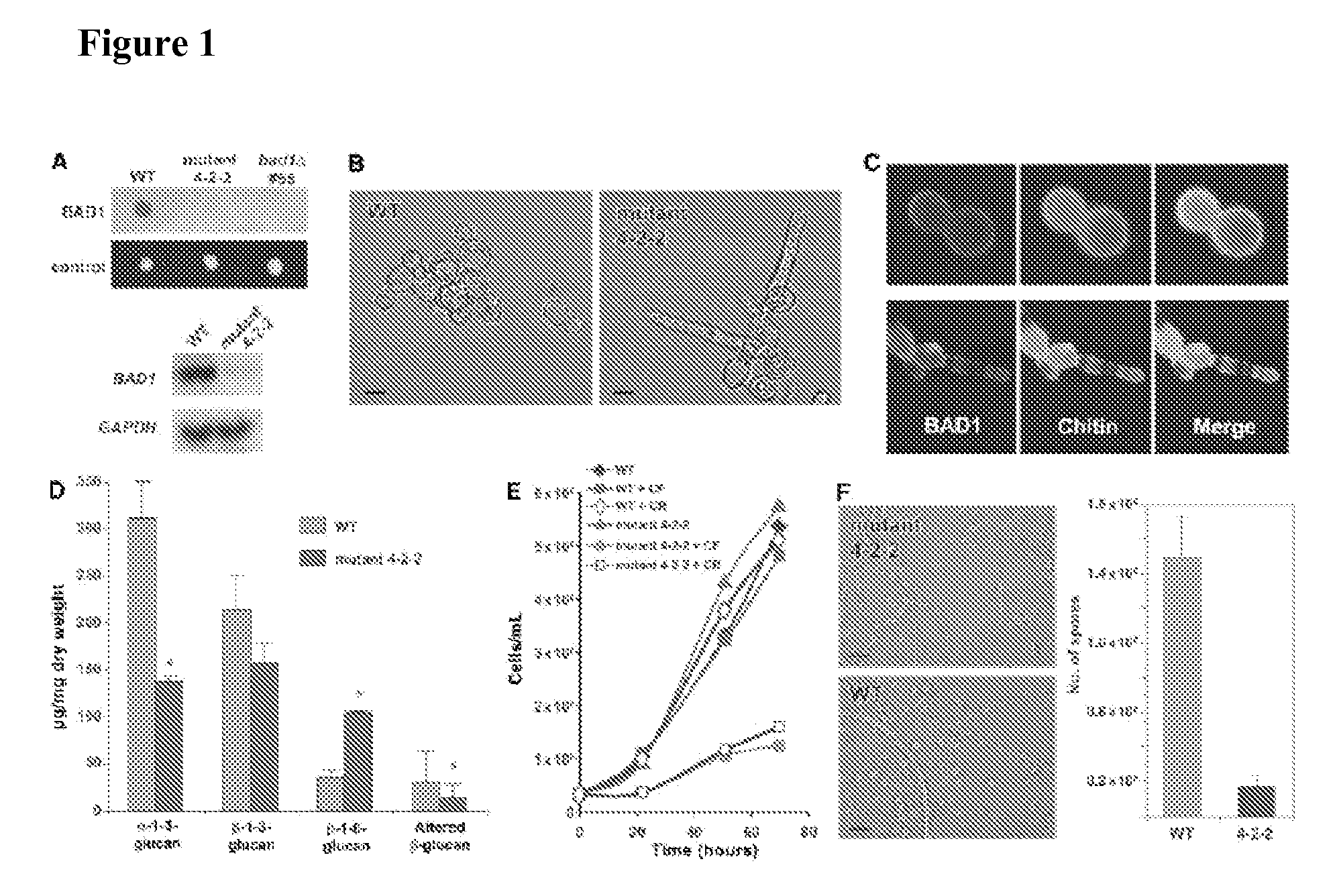 Global regulator of morphogenesis and pathogenicity in dimorphic fungi and uses thereof