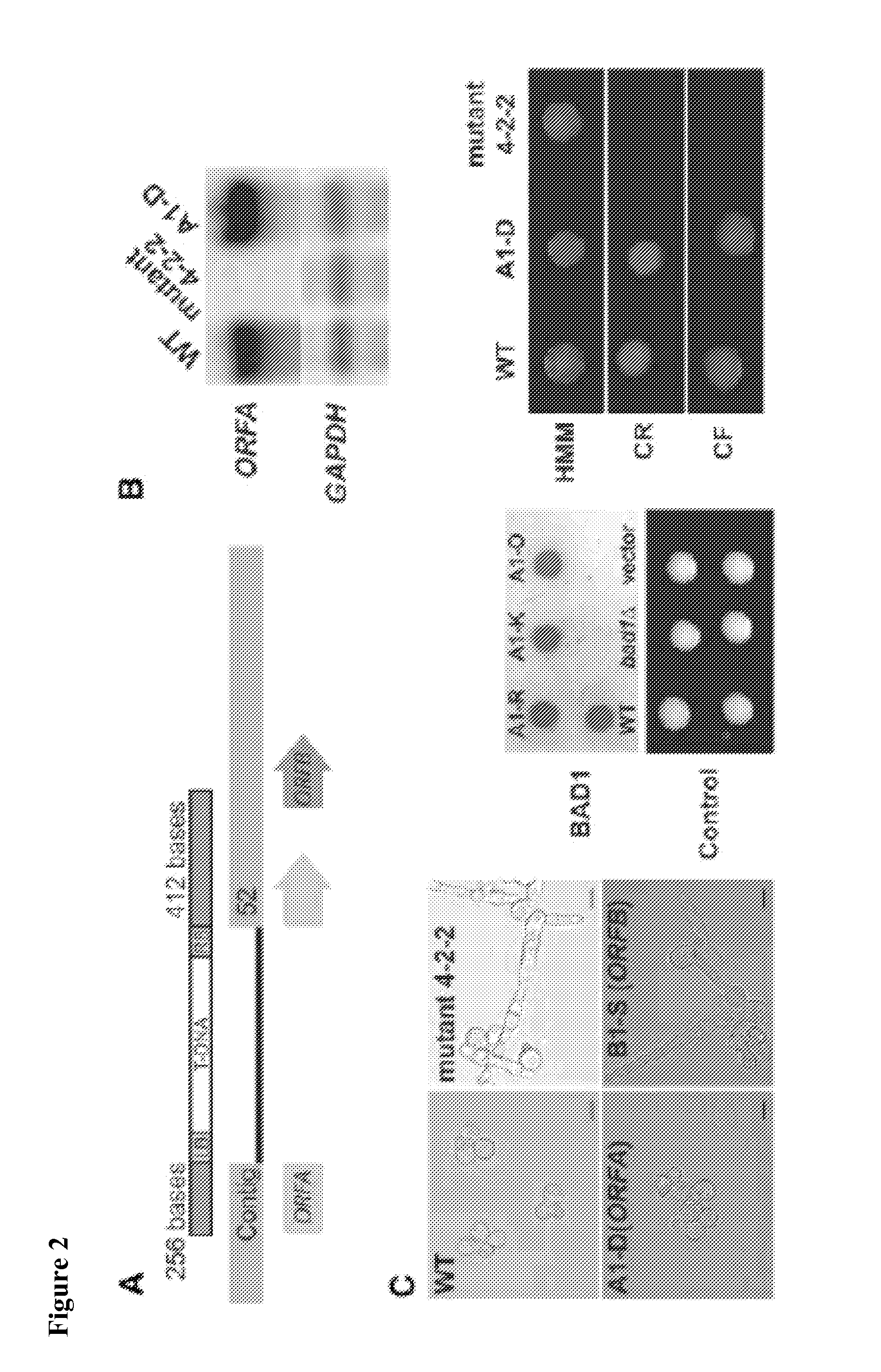 Global regulator of morphogenesis and pathogenicity in dimorphic fungi and uses thereof